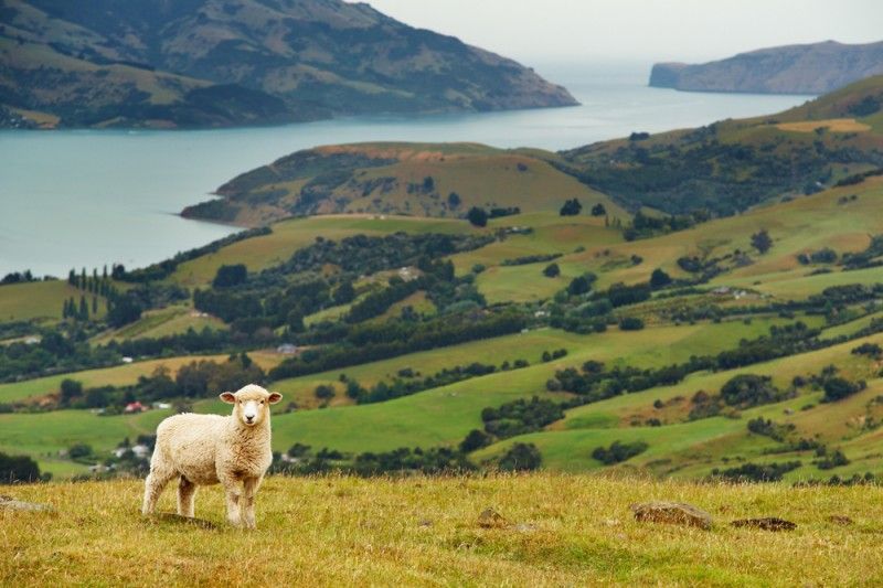 Las llanuras de Nueva-Zelanda