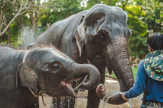 cuidar-elefantes-en-taialndia