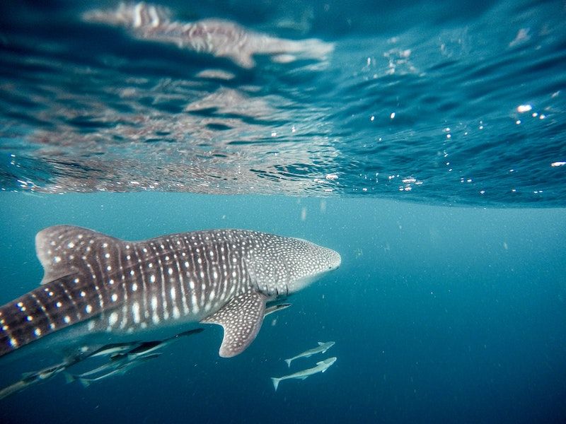 alt buceo australia, title buceo australia
