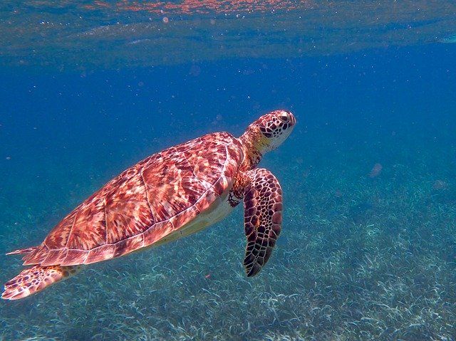 alt buceo tortuga belice, title tortuga bucear belice