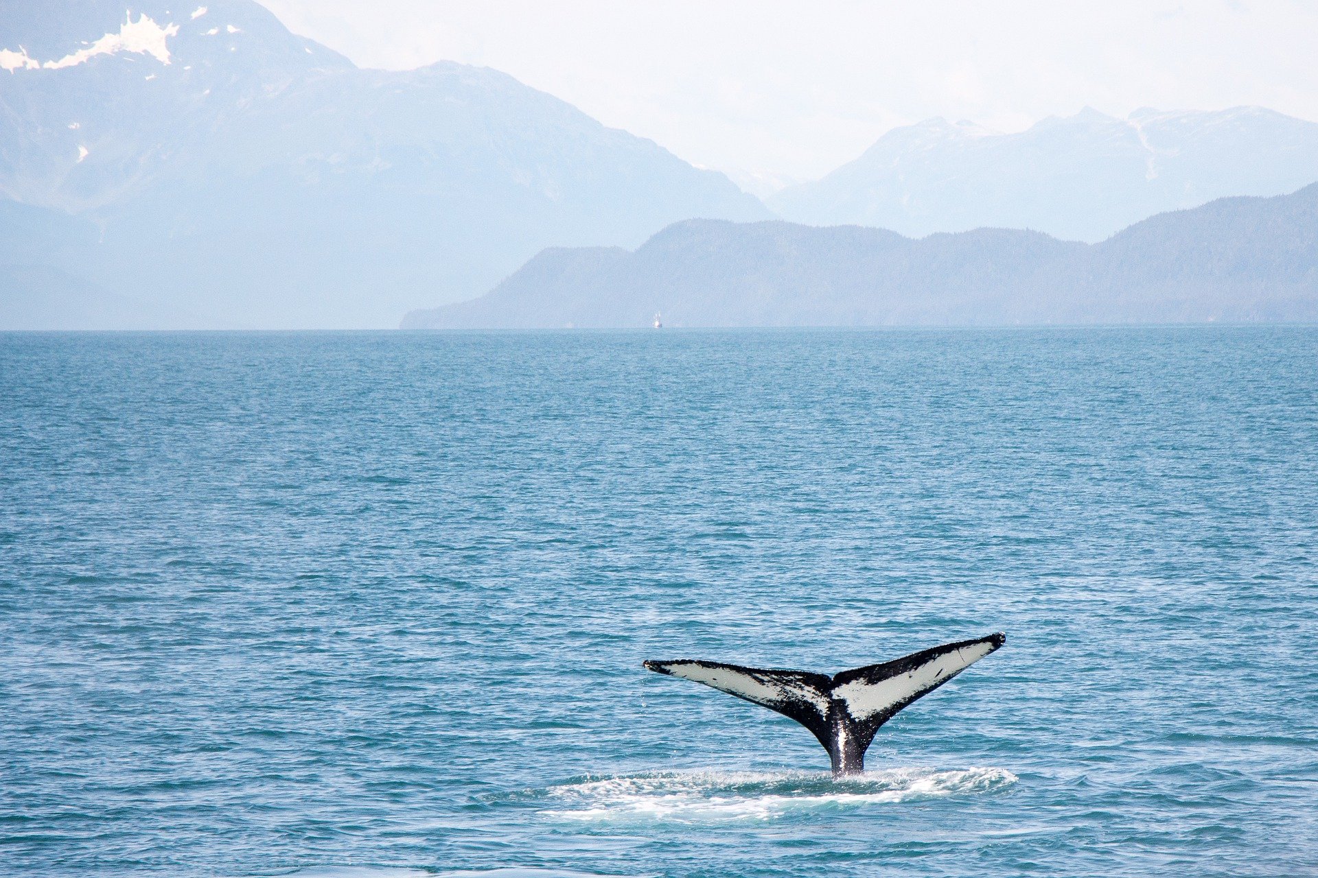 Alt avistamiento-ballenas-canada-mejores-aventuras-del-mundo, title avistamiento-ballenas-canada-mejores-aventuras-del-mundo