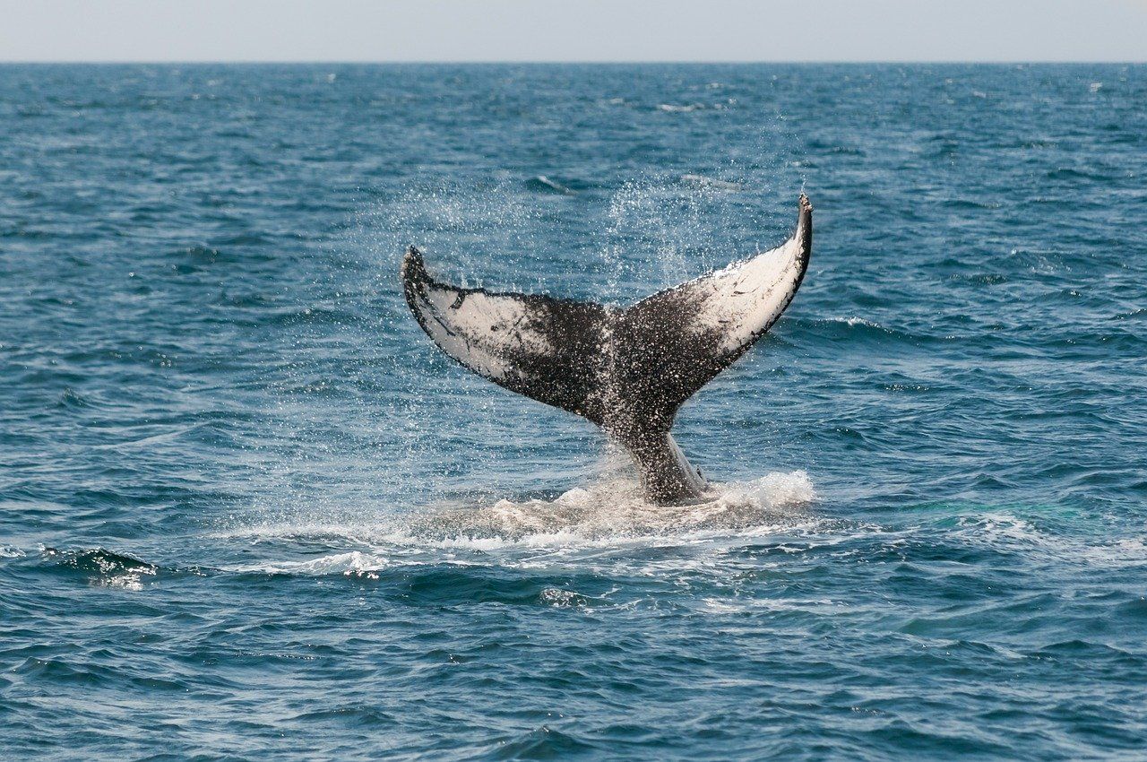 Alt ballenas-california-homeexchange, title ballenas-california-homeexchange