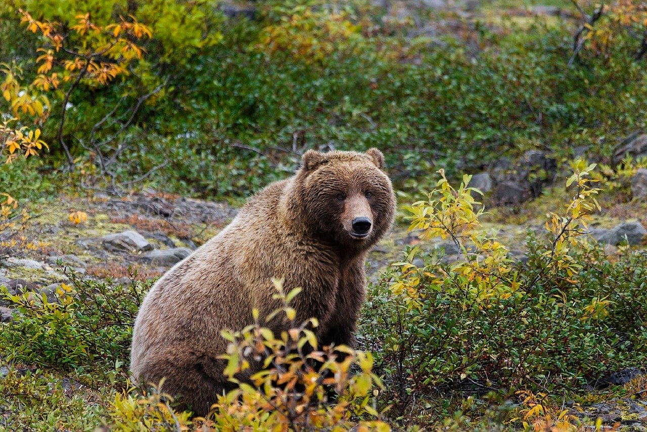 Alt osos-grizzly-canada-homeexchange, title osos-grizzly-canada-homeexchange