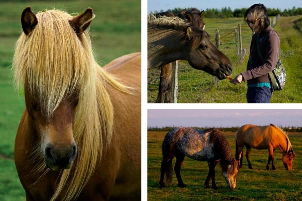 Alt Vacaciones-en-Islandia_caballos_circulo-dorado, title Vacaciones-en-Islandia_caballos_circulo-dorado