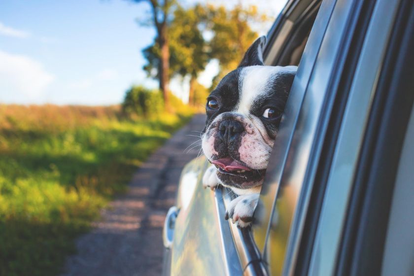 alt viajar-con-perros_coche_mascotas, title viajar-con-perros_coche_mascotas