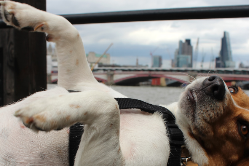 Viajar con perro Londres