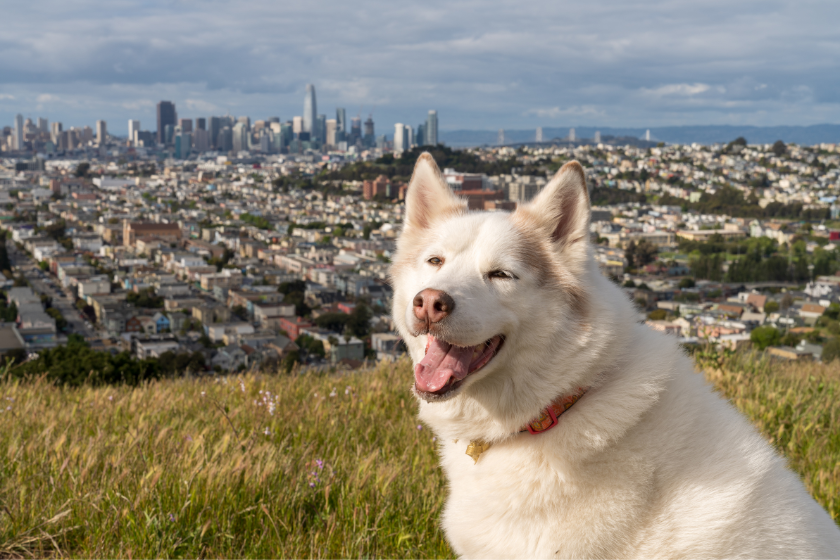 Viajar con perro San Francisco