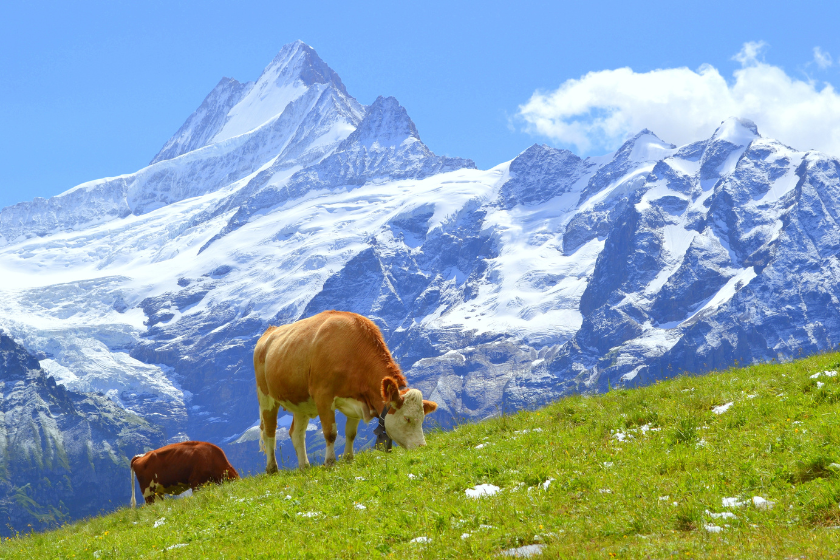 ciudades mas bonitas de suiza Grindelwald