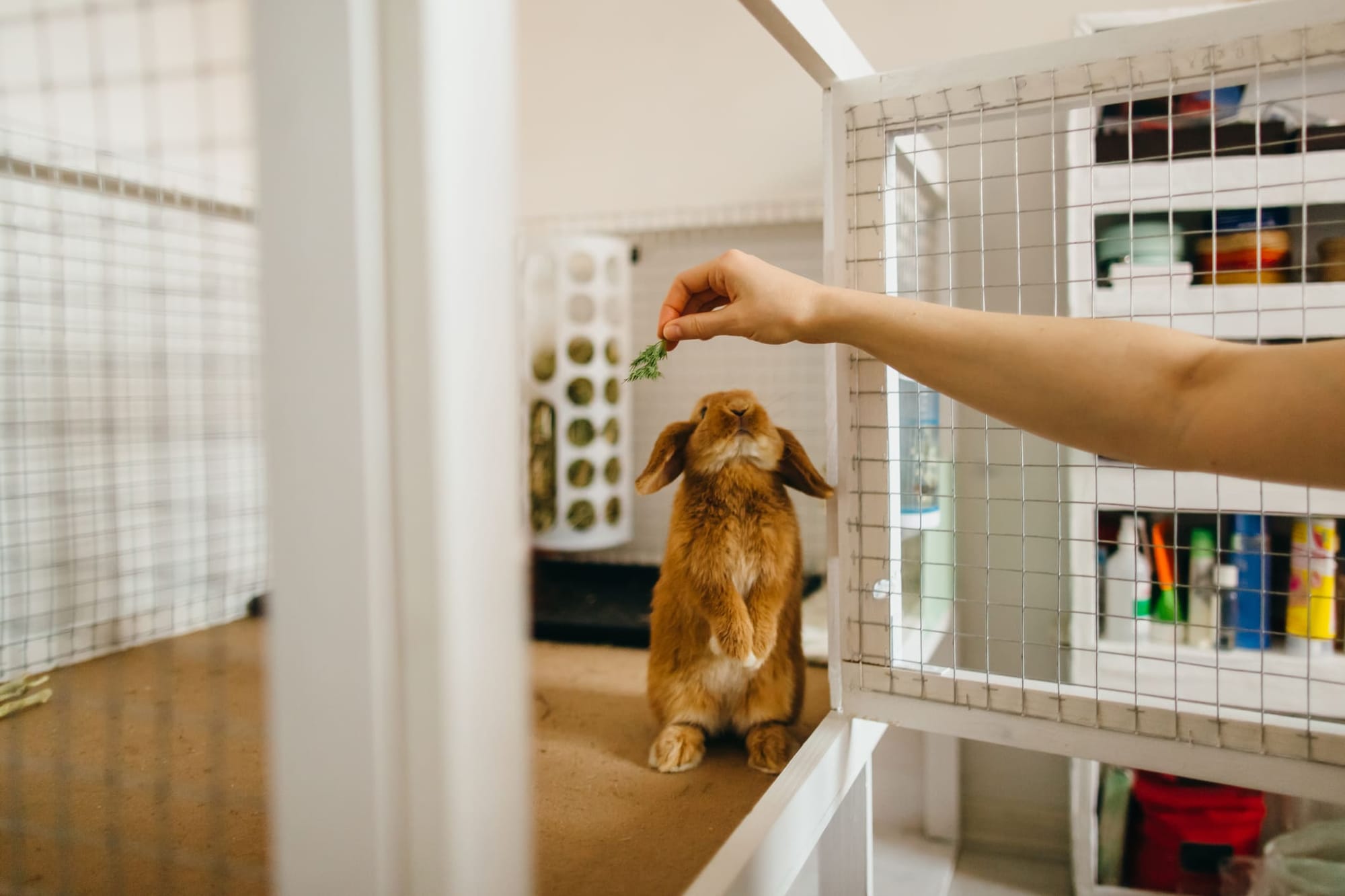 Una persona alimentando a un conejito - cuidado de mascotas con HomeExchange