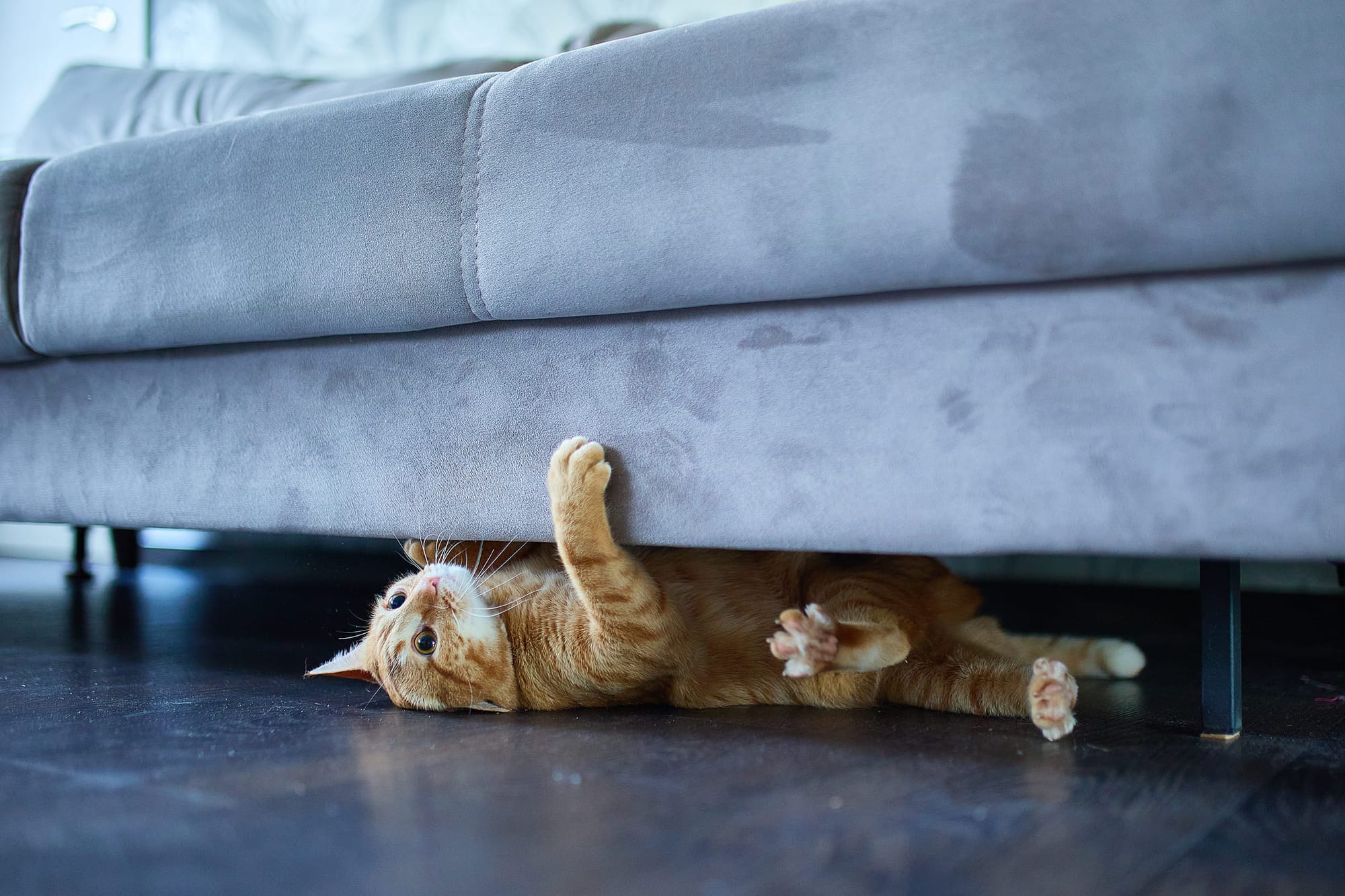 Un gato debajo del sofá - Cuidado de mascotas en HomeExchange